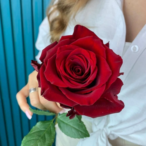 Комплимент из красной эквадорской розы – минимализм роскоши Самара Самарская область