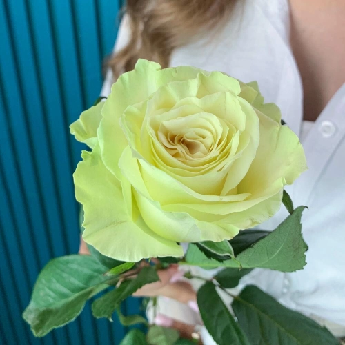 Комплимент из белой эквадорской розы – элегантность в каждом лепестке Самара Самарская область Комплимент из белой эквадорской розы – элегантность в каждом лепестке Самара Самарская область