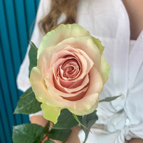 Комплимент из розовой эквадорской розы – минимализм роскоши Самара Самарская область Комплимент из розовой эквадорской розы – минимализм роскоши Самара Самарская область